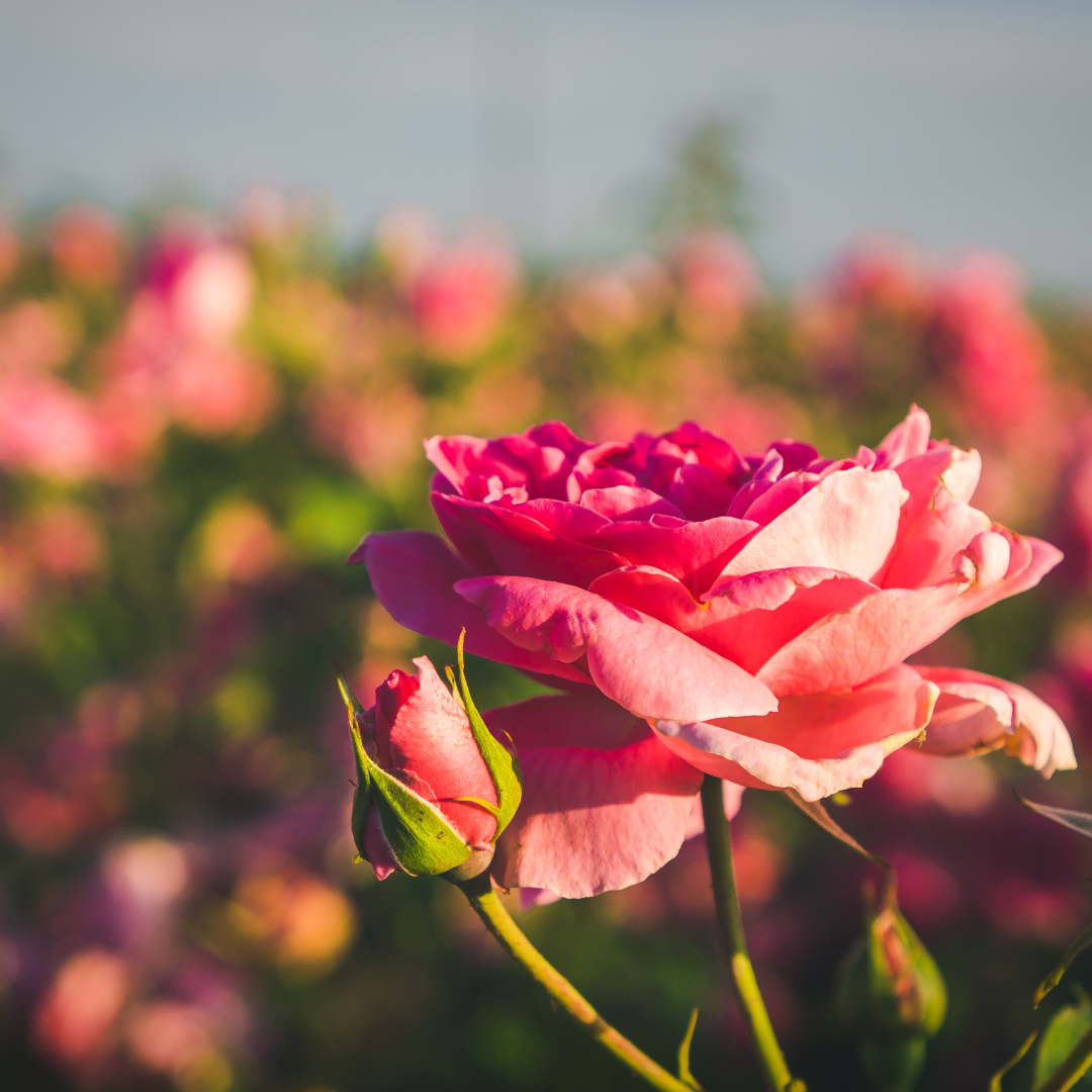 La Verne Lumiere Vitamin C Advanced Firming Rose Moisturizer